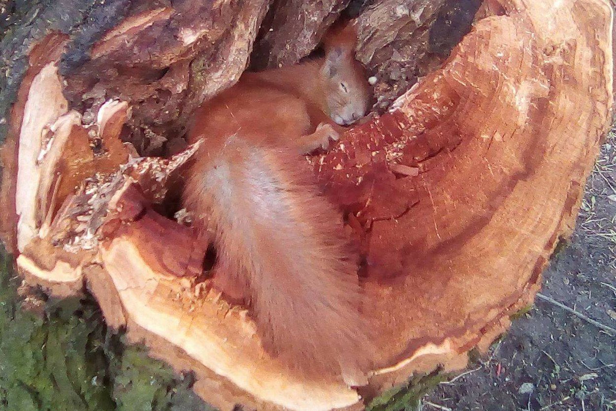 Ta wiewiórka nie jest ofiarą Szyszki