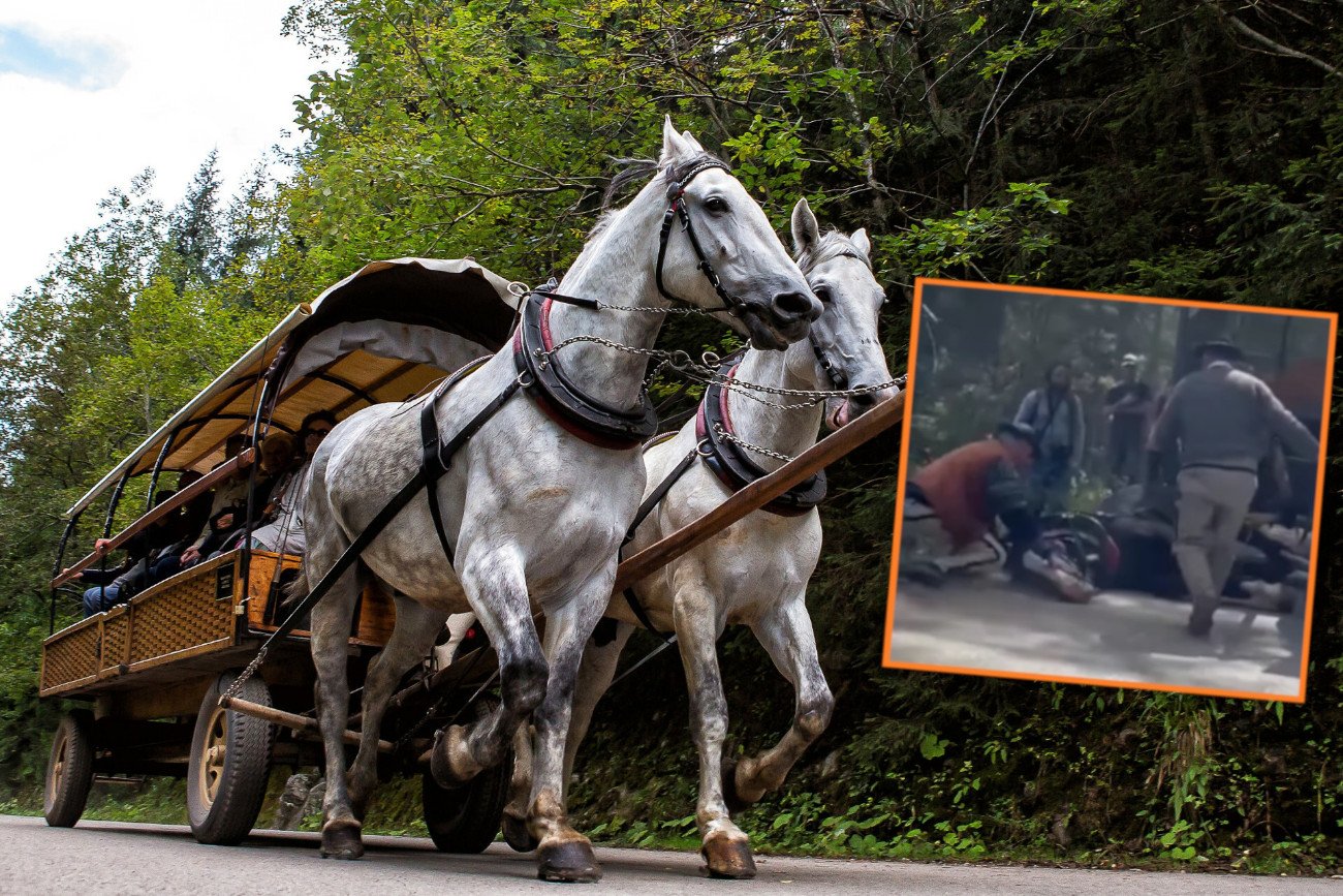 Koń spod Morskiego Oka dostał w pysk, bo upadł. Trenerka koni komentuje