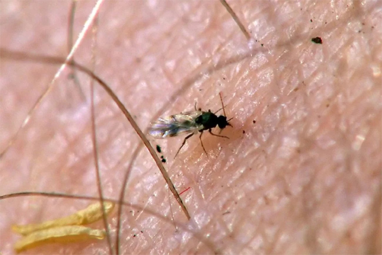 Choć to drobne owady, ich ugryzienia możesz dotkliwie odczuć.