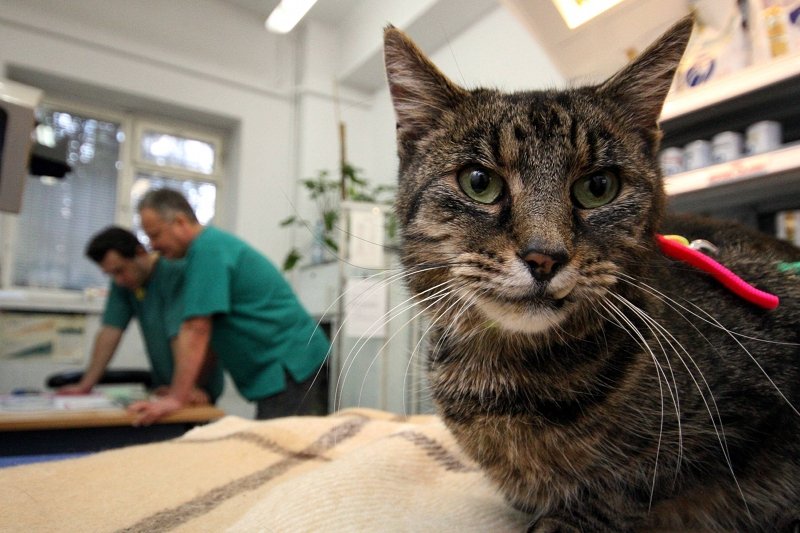 Jak często zdarza się, że weterynarze zamiast leczyć zwierzęta, wypisują recepty na leki dla ludzi?