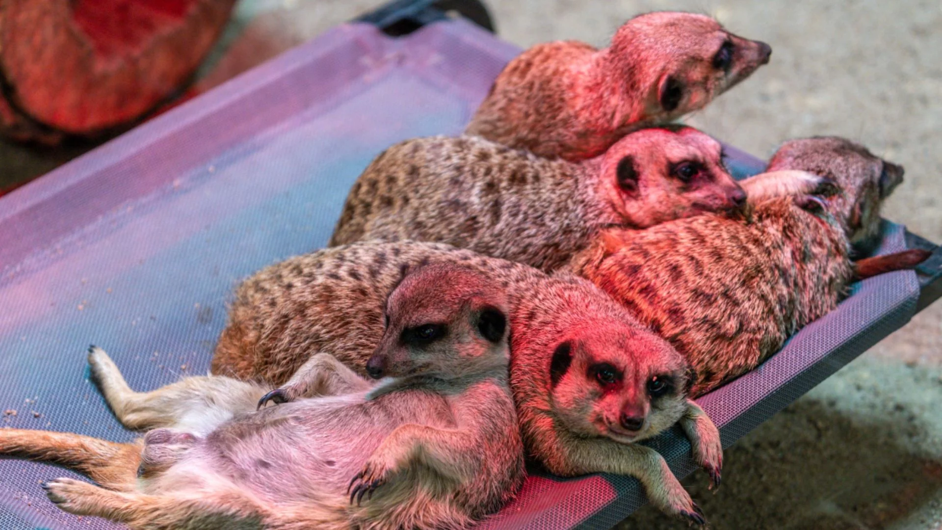 Walentynkowy "prezent" dla eks. Parskniecie śmiechem na pomysł łódzkiego zoo