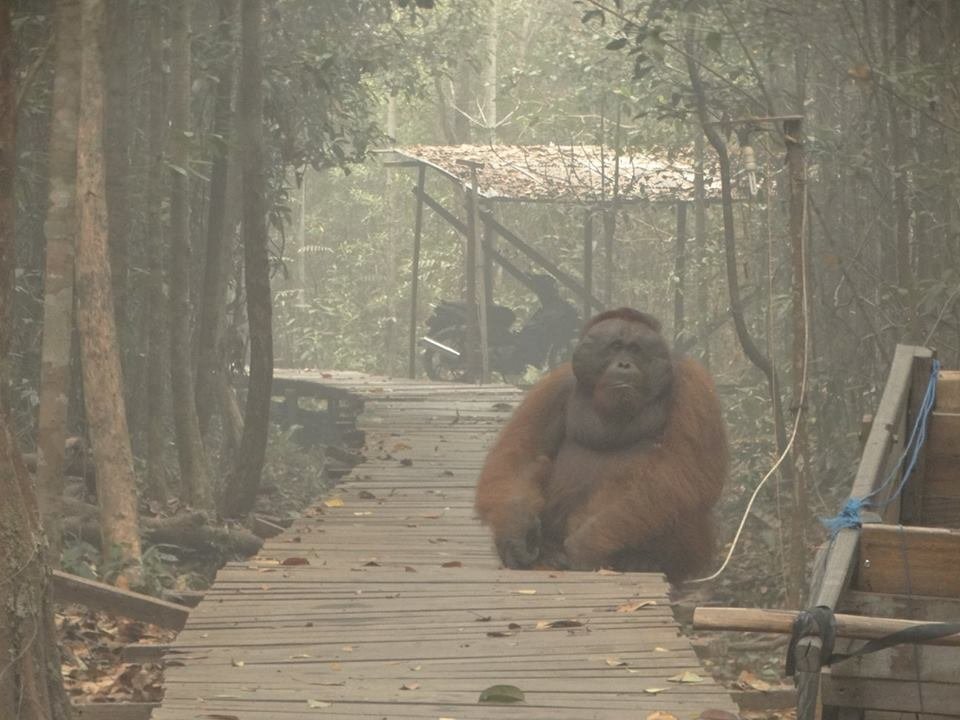 Pożary uniemożliwiają oddychanie. Przyczyniają się do śmierci orangutanów.
