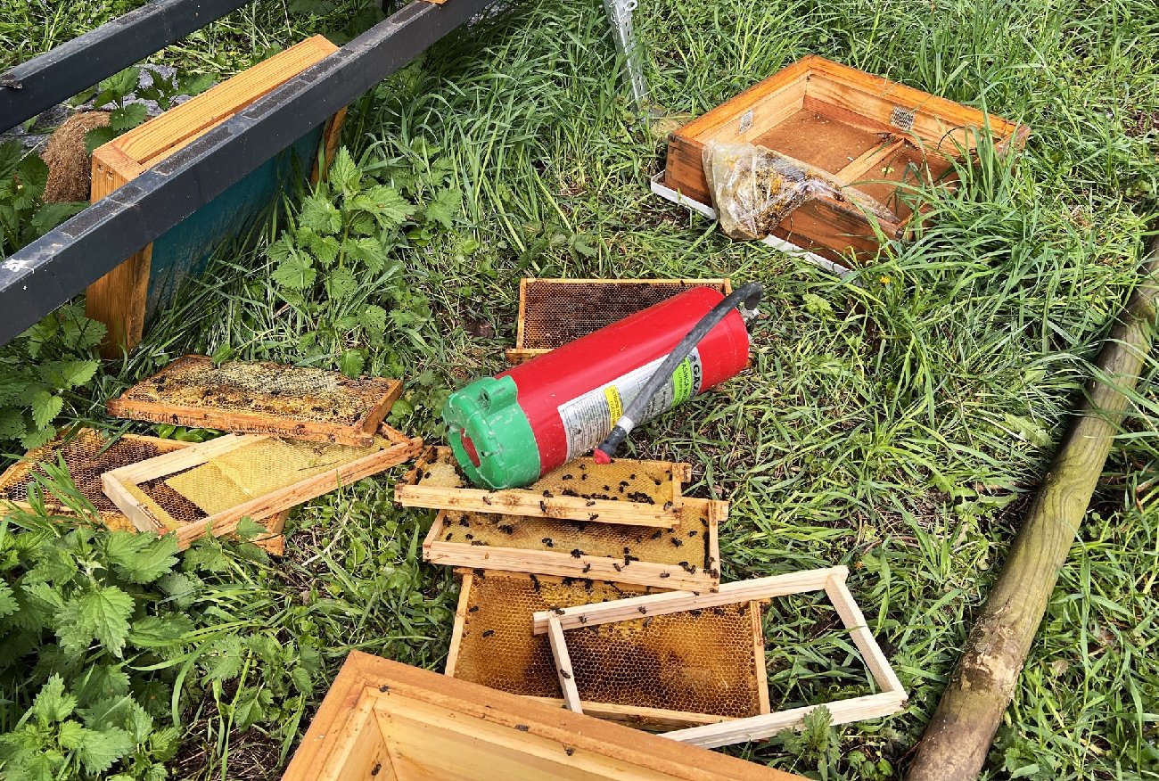 Warszawa. Roztrzaskał ule w Muzeum Króla Jana III Sobieskiego.