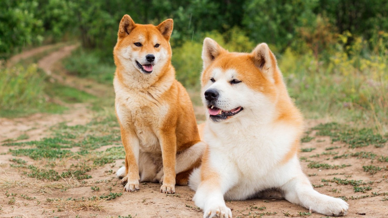 Akita i shiba inu – dwie najpopularniejsze japońskie rasy psów