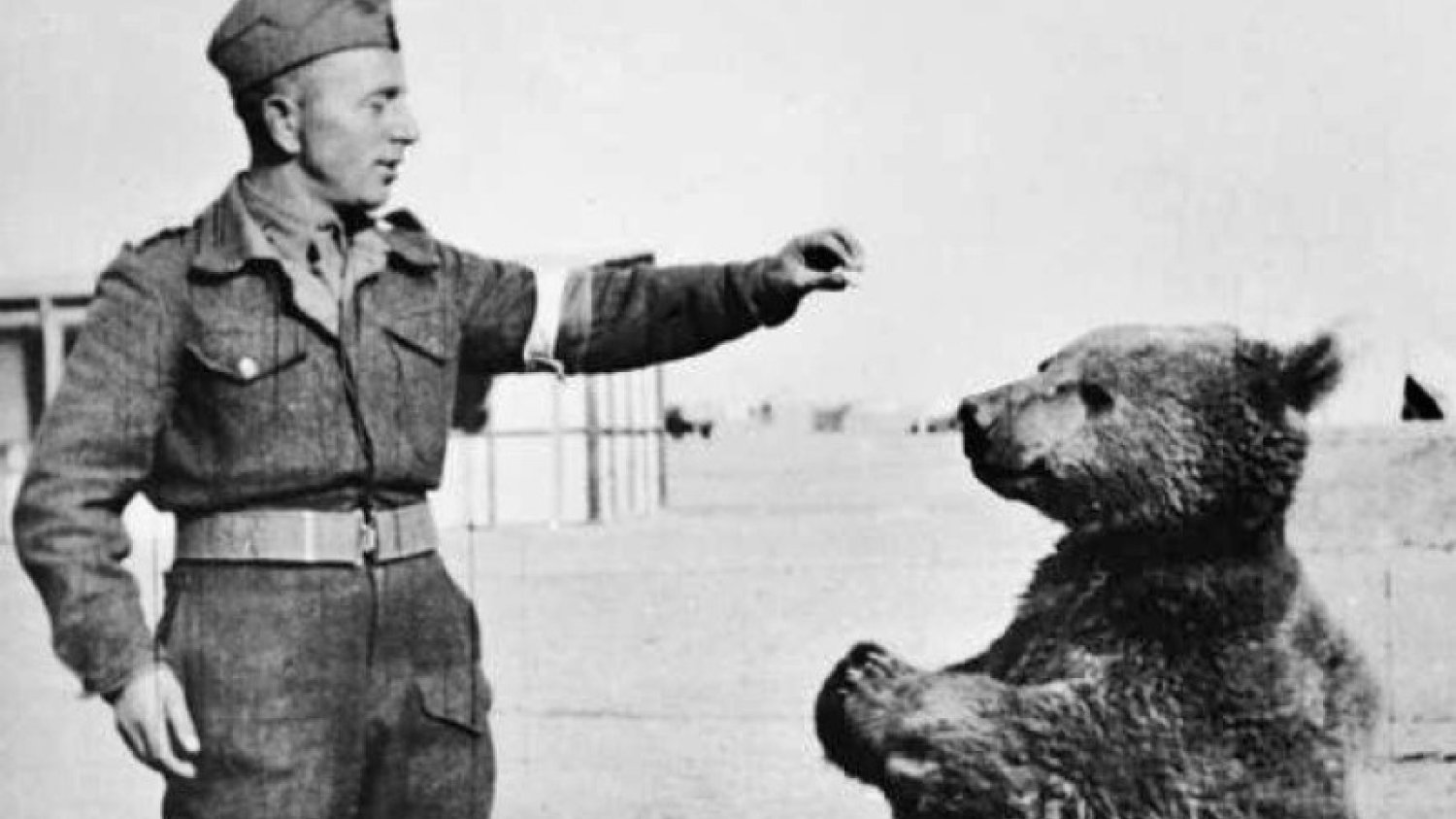 Niedźwiedź Wojtek - jeden z najbardziej znanych polskich żołnierzy