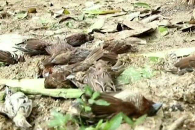 Być może śmierć ptaków na Bali spowodował wybuch wulkanu.