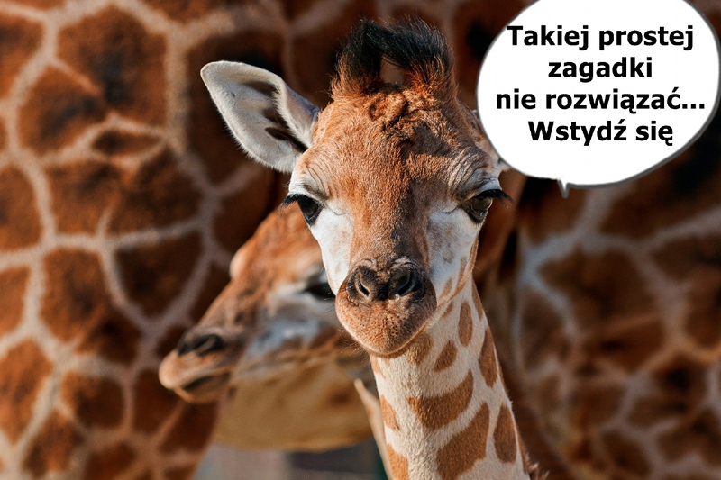 O co chodzi z żyrafami na Facebooku? Zagadka wzbudziła wyjątkowo duże emocje.