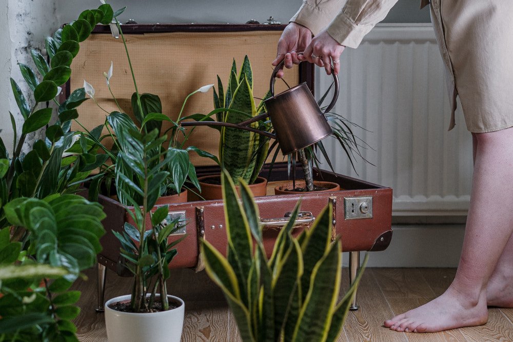 Bycie crazy plant lady to już styl życia