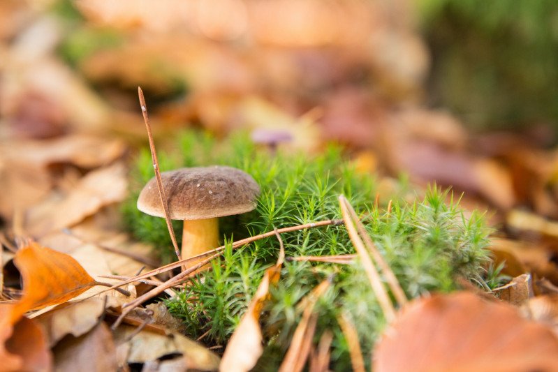 Grzybobranie w środku lata? Podpowiadamy, w których województwach można liczyć na wysyp grzybów