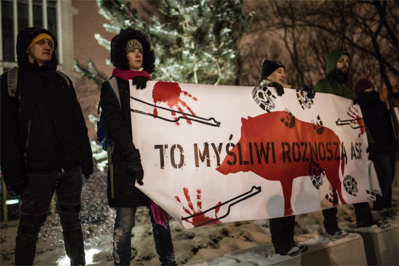 W obronie dzików odbyły się demonstracje, m.in. w Warszawie.