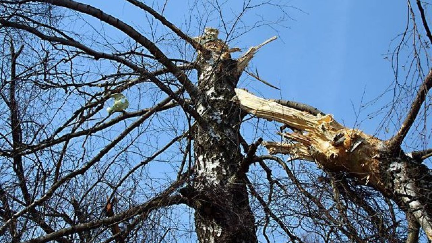 W smoleńskiej brzozie eksperci z CLKP odnaleźli m.in. silumin, którego nie było w wyciętym fragmencie skrzydła tupolewa