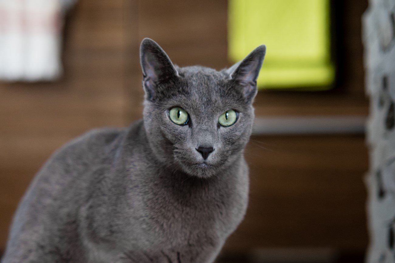 Brytyjski, rosyjski niebieski czy kartuski? Rozwiąż nasz quiz i sprawdź swoją wiedzę na temat kotów