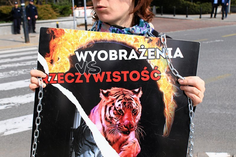 Fundacja Viva protestowała na Wiejskiej w obronie zwierząt cyrkowych. W ubiegłym roku interweniowali w cyrku, który teraz występuje na przykościelnym terenie w Opolu. Odebrali mu wówczas zwierzęta.