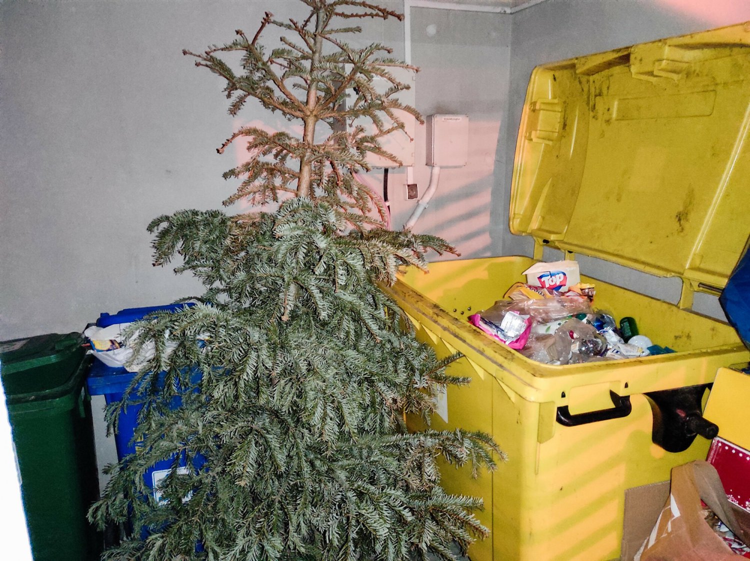 Podpowiadamy, gdzie należy wyrzucić choinkę bożonarodzeniową.