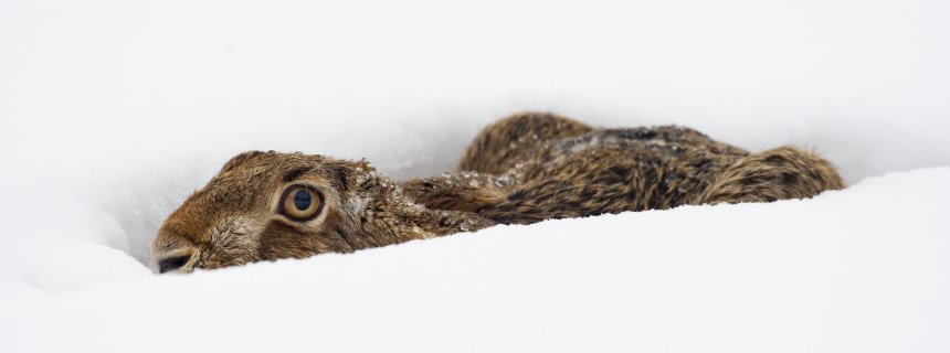 Przebiśnieg wiosną 2011 roku.