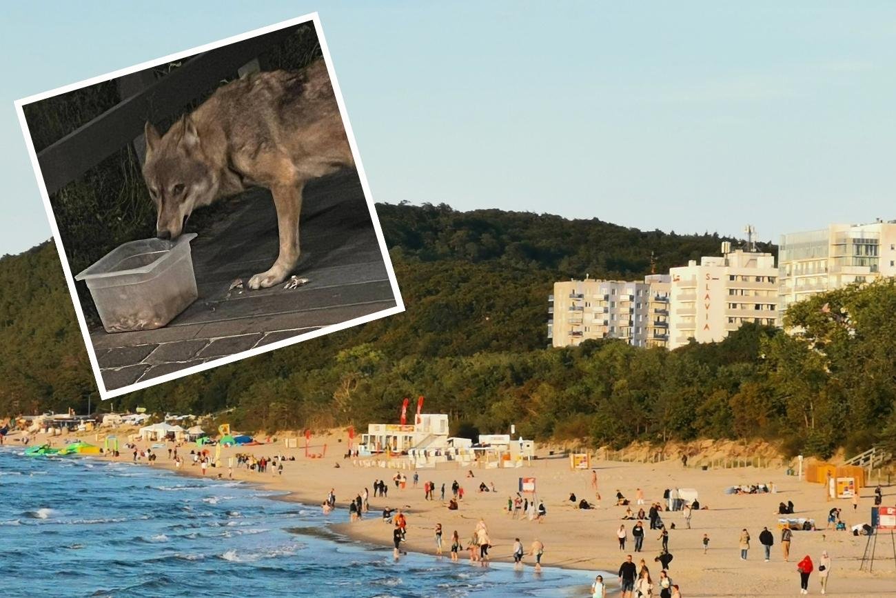 Wilk co jakiś czas pojawia się w okolicy plaży w Międzyzdrojach