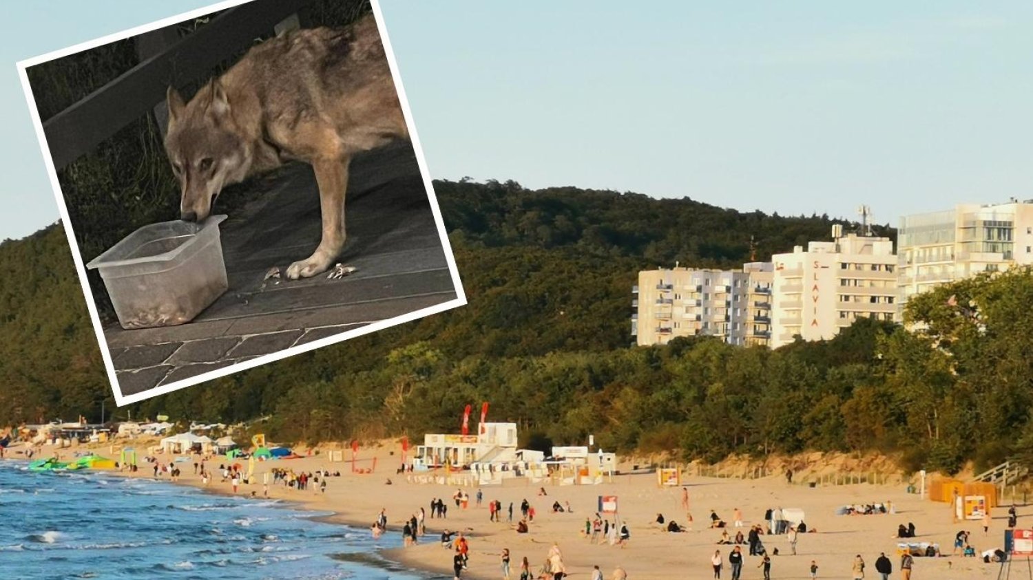 Wilk co jakiś czas pojawia się w okolicy plaży w Międzyzdrojach
