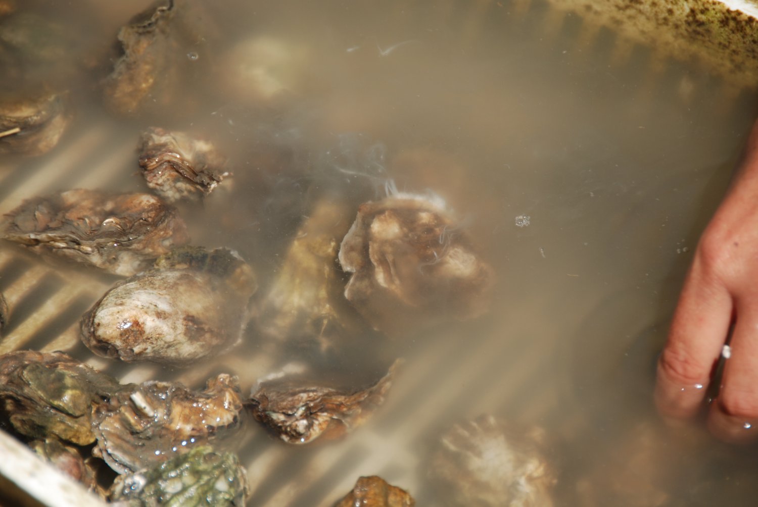 Akurat dwa dni temu byłem na fermie ostryg. Tak właśnie wygląda to co się dzieje z małżami latem. Wypuszczenie gamet do wody, czyli tarło. Małże są pełne mleczu. Zimą gdy są pełne mięsa, smakują dużo lepiej.