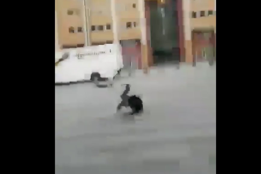 Ludzie w Holandii są dosłownie zmiatani na ulicach. Inni uciekają w panice.