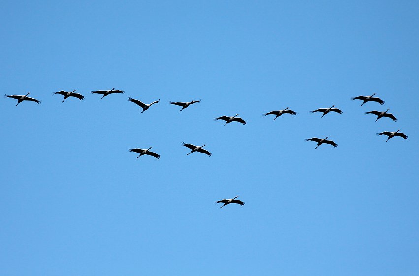 Klucz żurawi, Dolina Baryczy - jesień 2010, fot. Przemysław Bicki