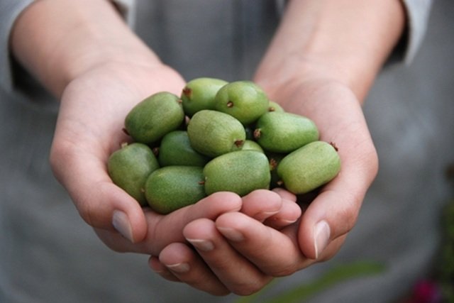 Naukowcy z SGGW stworzyli polskie odmiany minikiwi