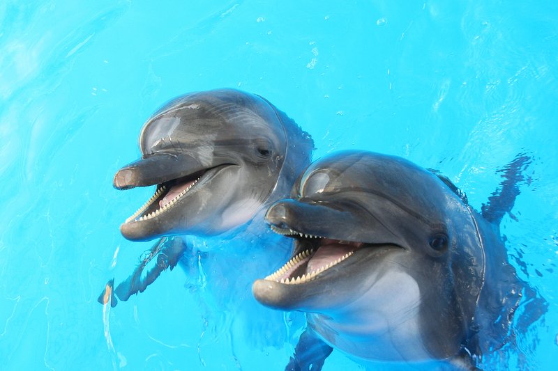 Delfinariów na świecie jest dużo, ale tylko tylko trzy ośrodki z delfinoterapią