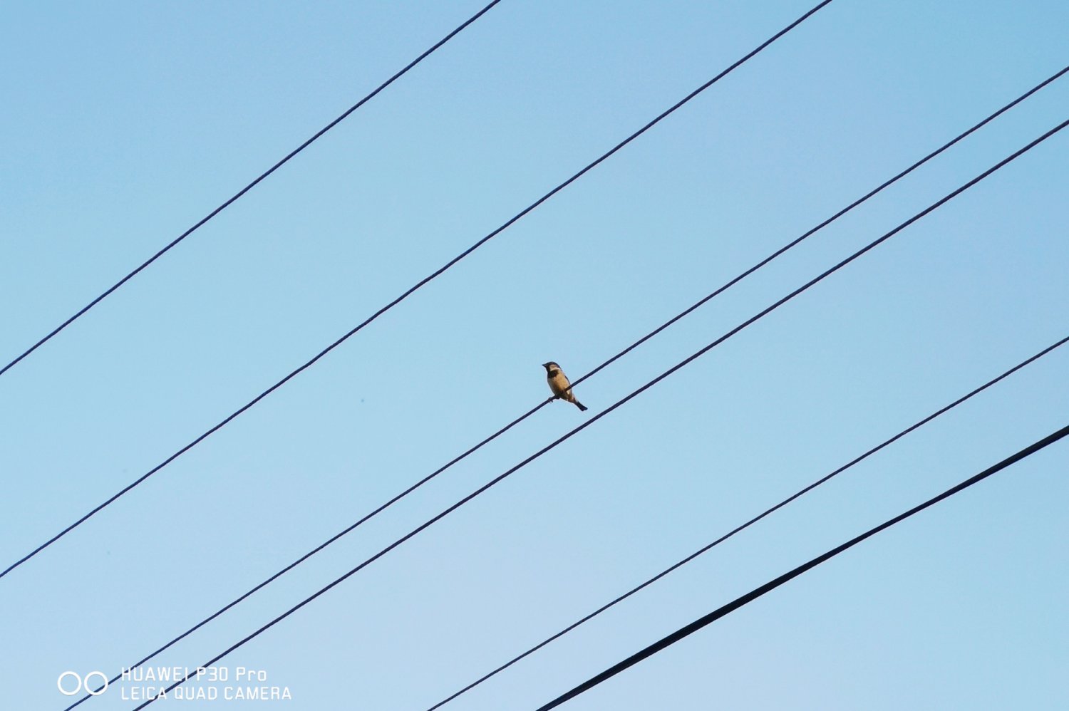 Zdjęcie wykonane smartfonem Huawei P30 Pro.
