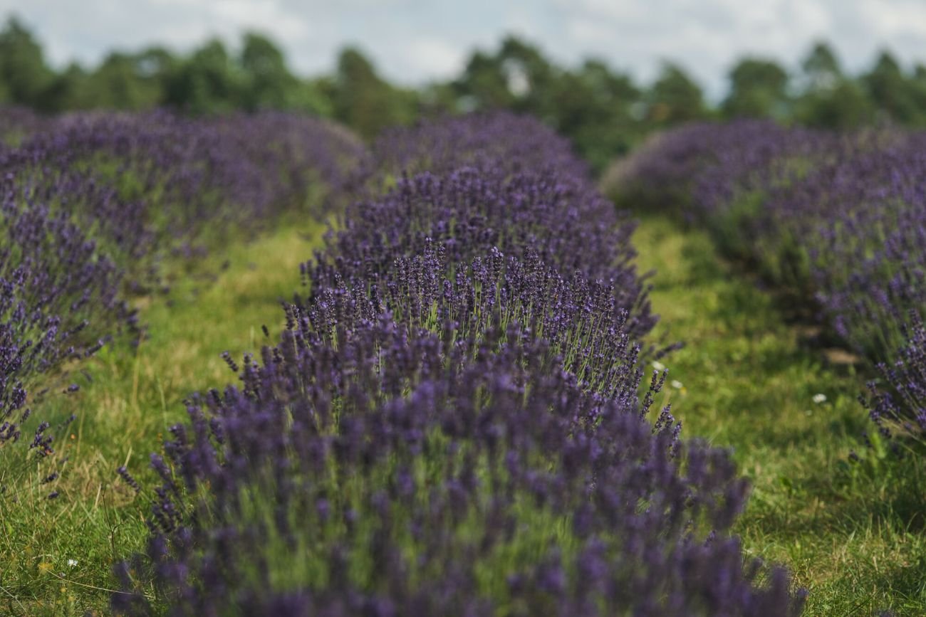 Nowa atrakcja Małopolski - Lawendowe Wzgórza
