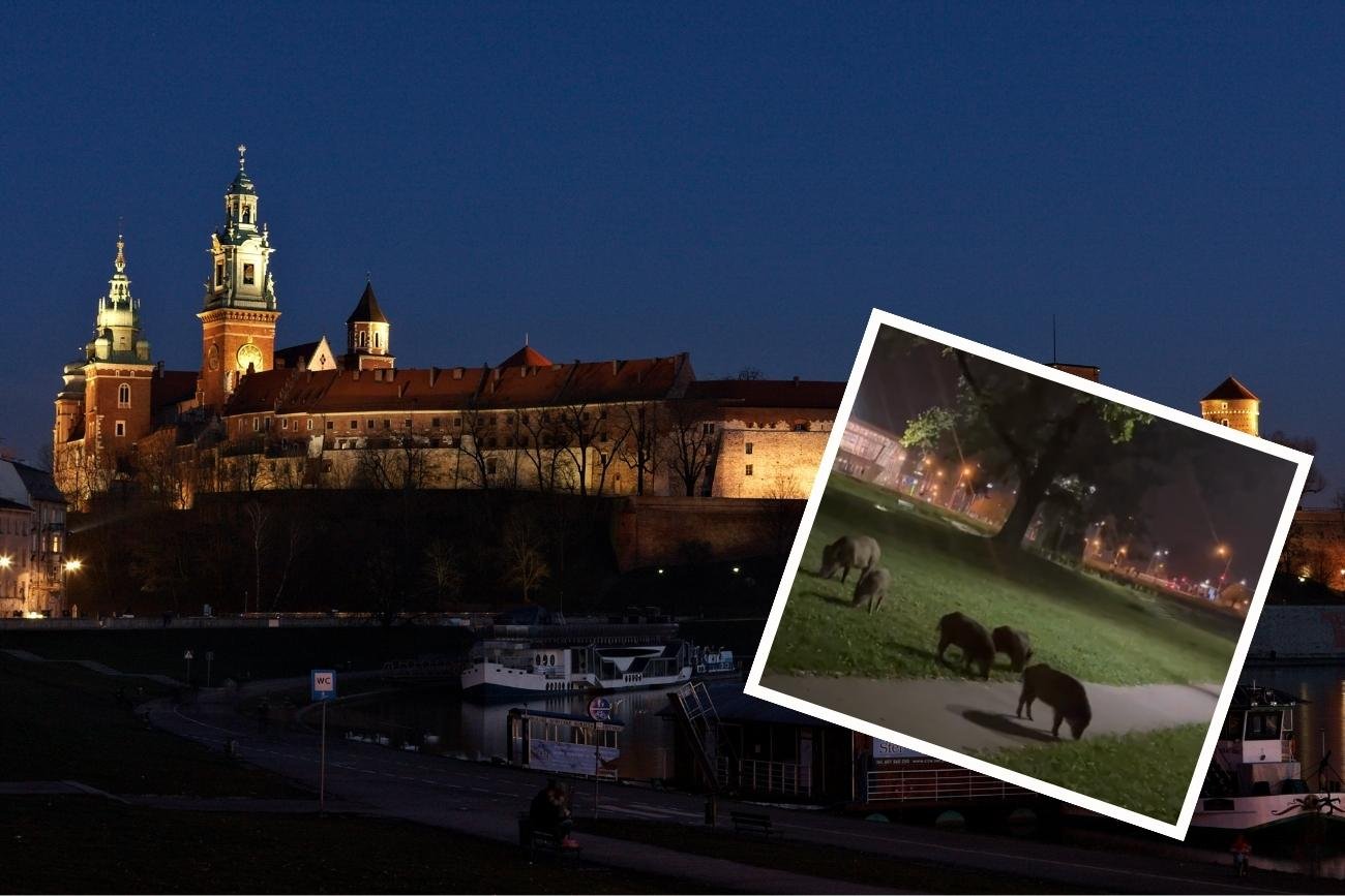 Dziki nocą na Wawelu to niecodzienne zjawisko