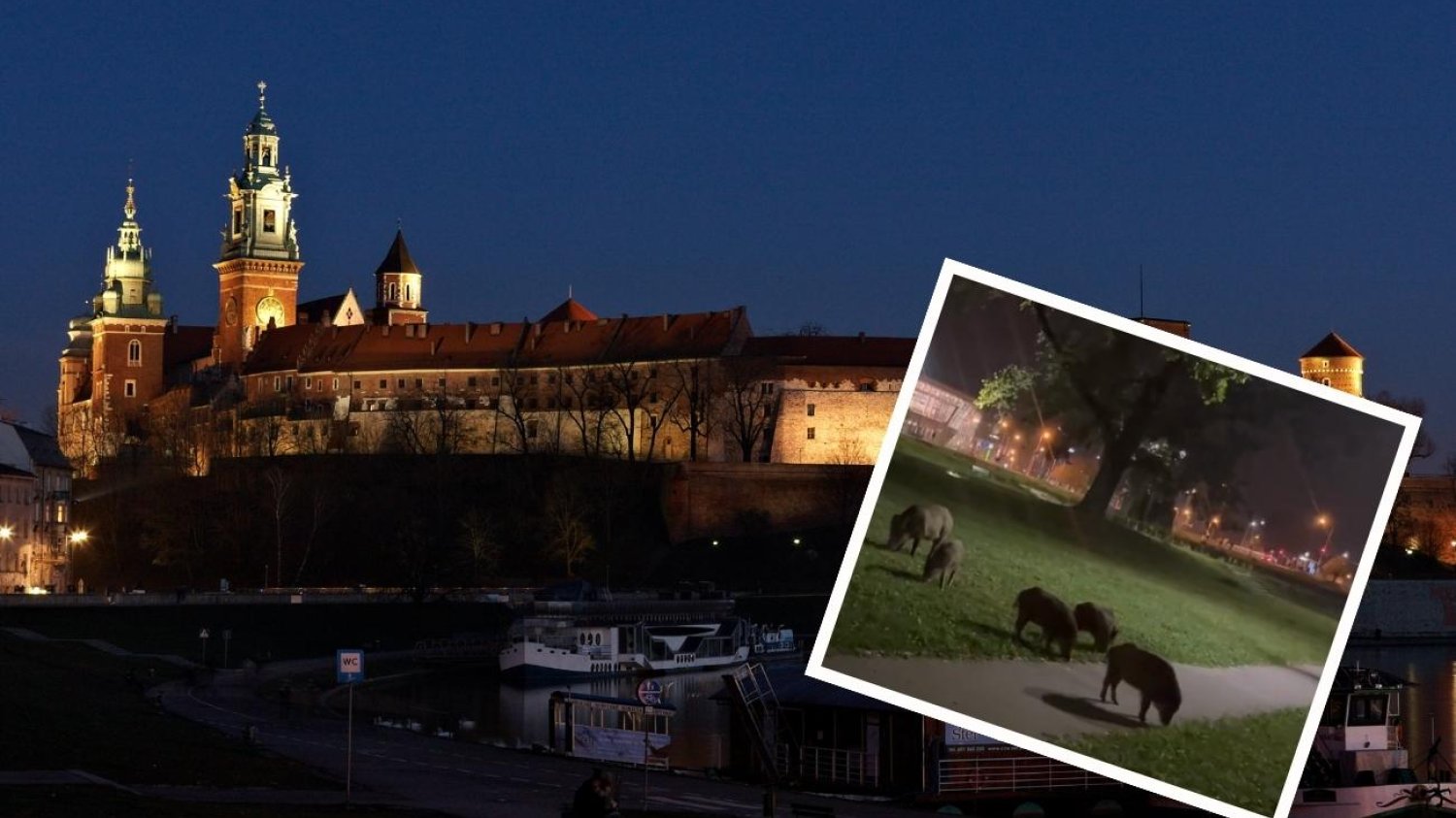 Dziki nocą na Wawelu to niecodzienne zjawisko