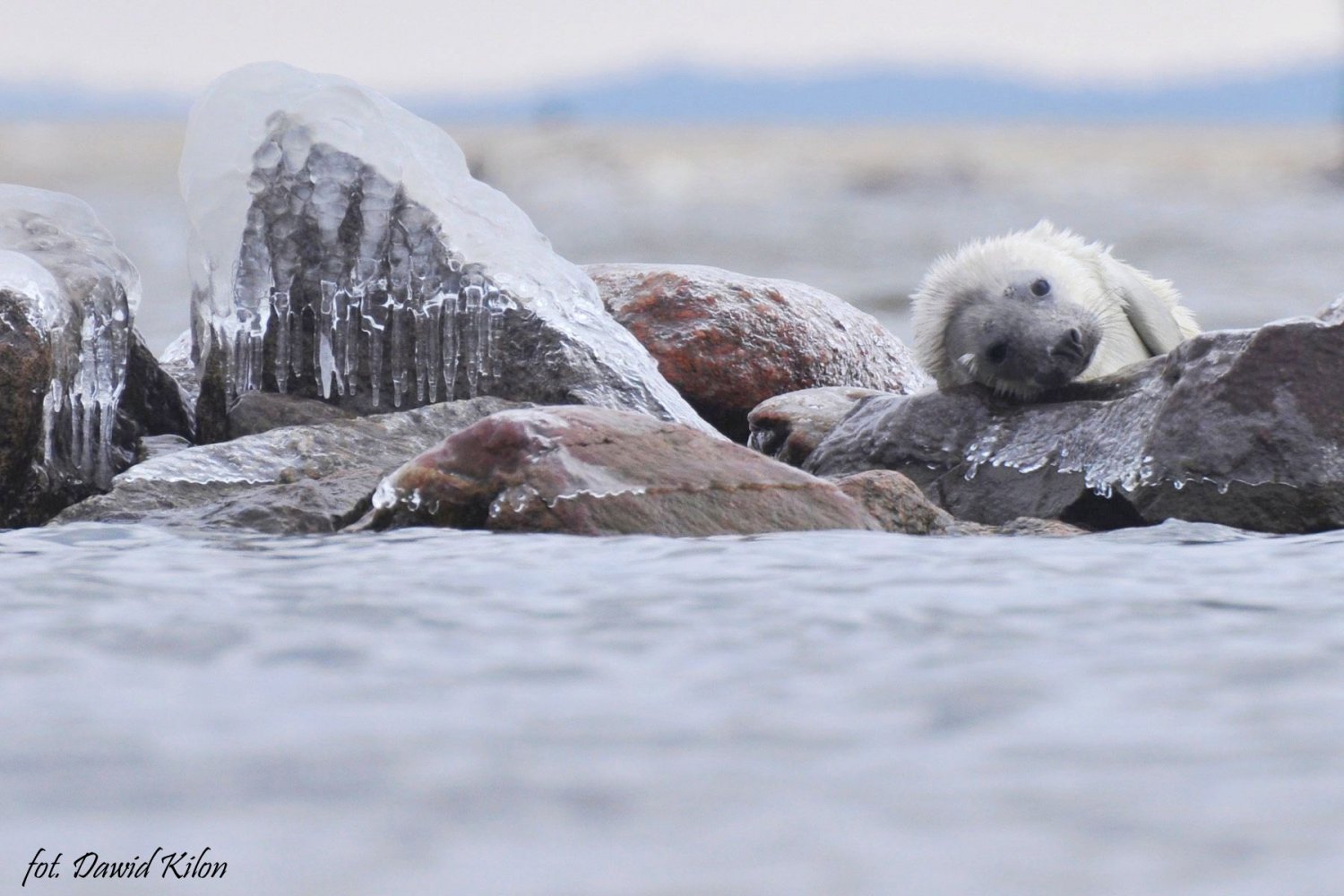 Mała foka zaobserwowana w Zatoce Gdańskiej.