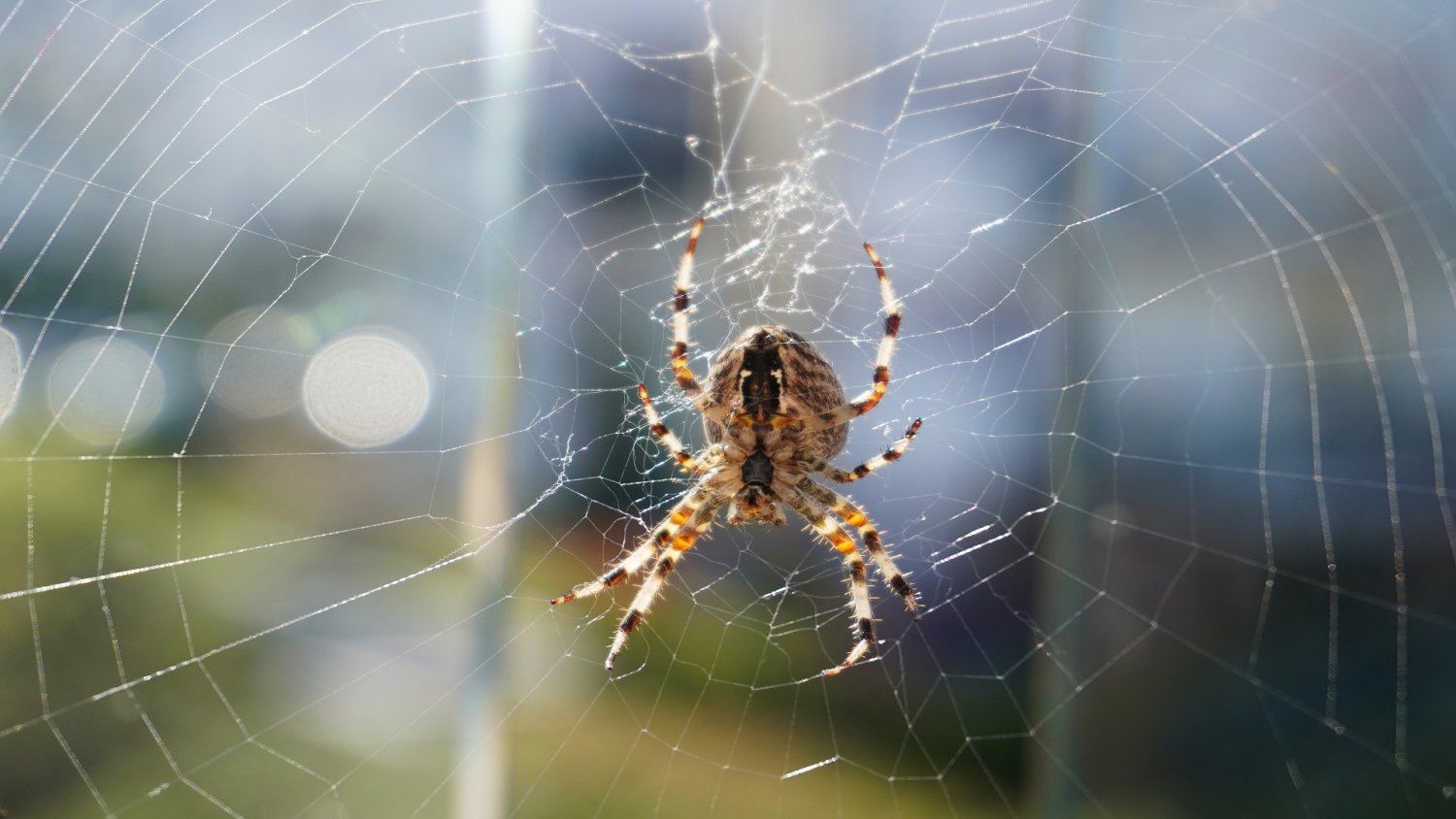 Pajęczy jedwab może zrewolucjonizować medycynę. Nerwy rosną po nim jak roślina