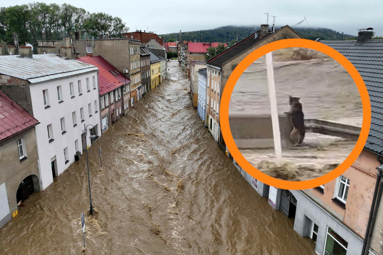 Owczarek z Głuchołazów ocalony