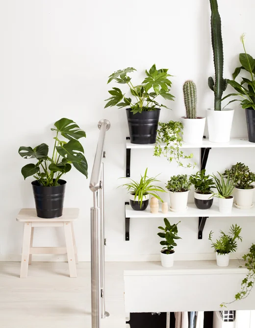 Monstera, 39,99 PLN