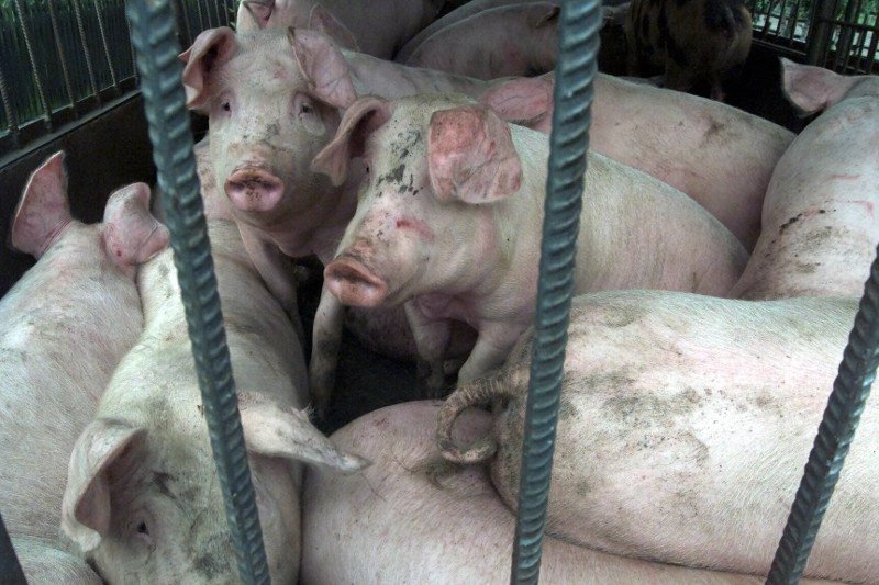 Wieprzowina z terenów objętych wirusem ASF trafi teraz do puszek.