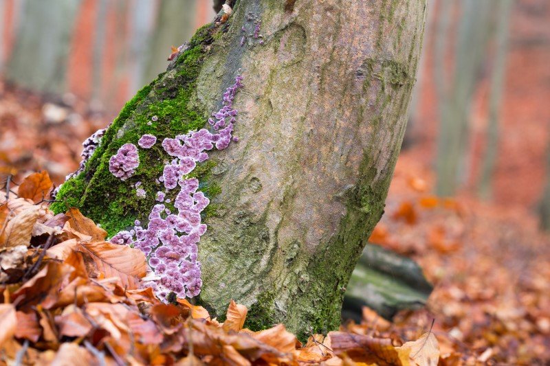 Chrząstoskórnik purpurowy