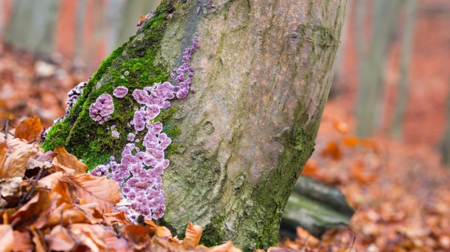 Chrząstoskórnik purpurowy