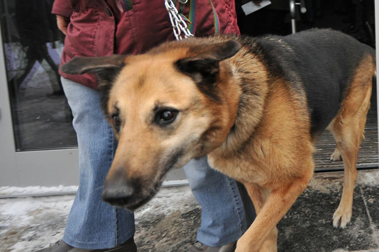 Mężczyzna kopnął psa i pójdzie do więzienia. Wyrok sądu na Dolnym Śląsku