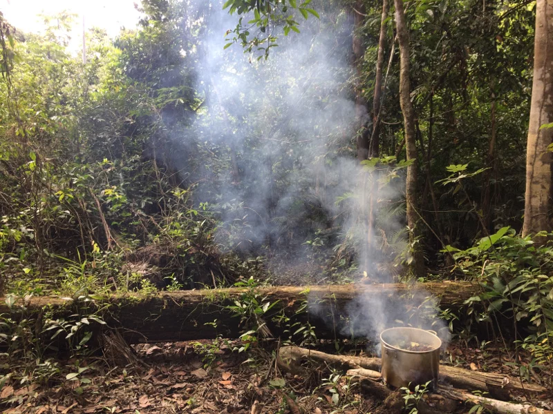 Ayahuasca w trakcie gotowania.