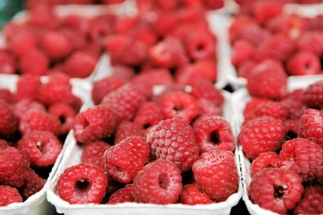 Polskie zbiory malin stanowią 20 procent światowej produkcji
