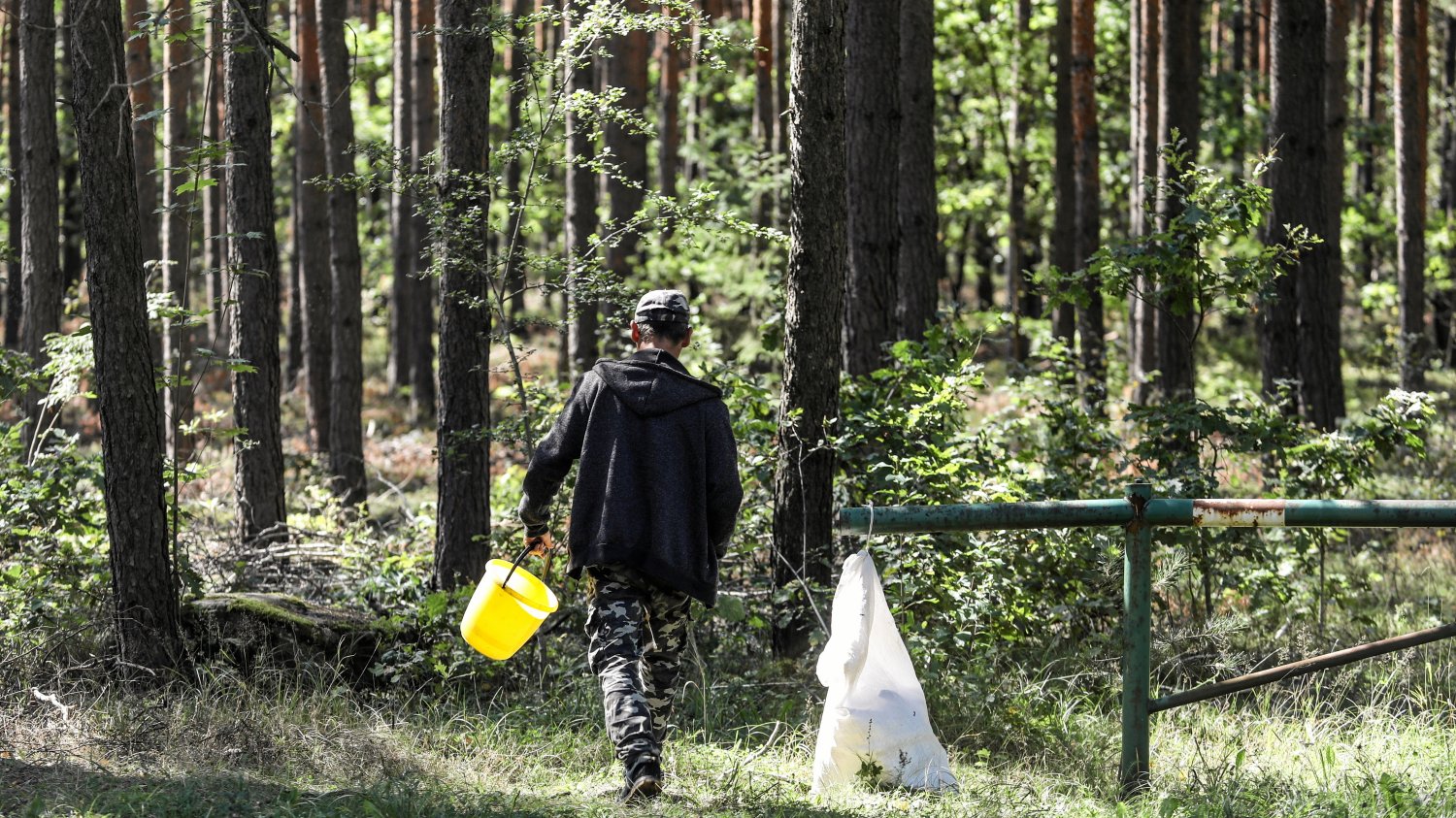 Jakie są zakazy na grzybach? Gdzie nie wolno zbierać grzybów?