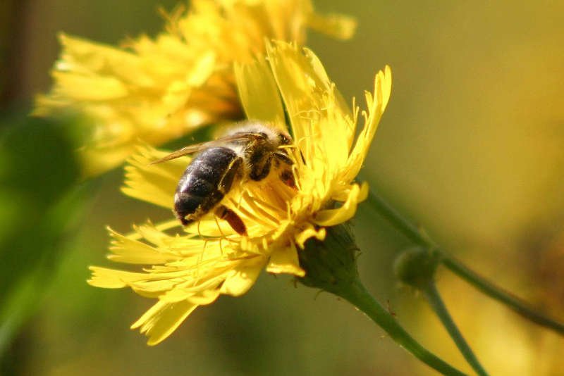Co robi państwo, by chronić pszczoły?