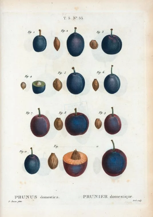 Prunus domestica, Redouté, Pierre Joseph, 1759-1840