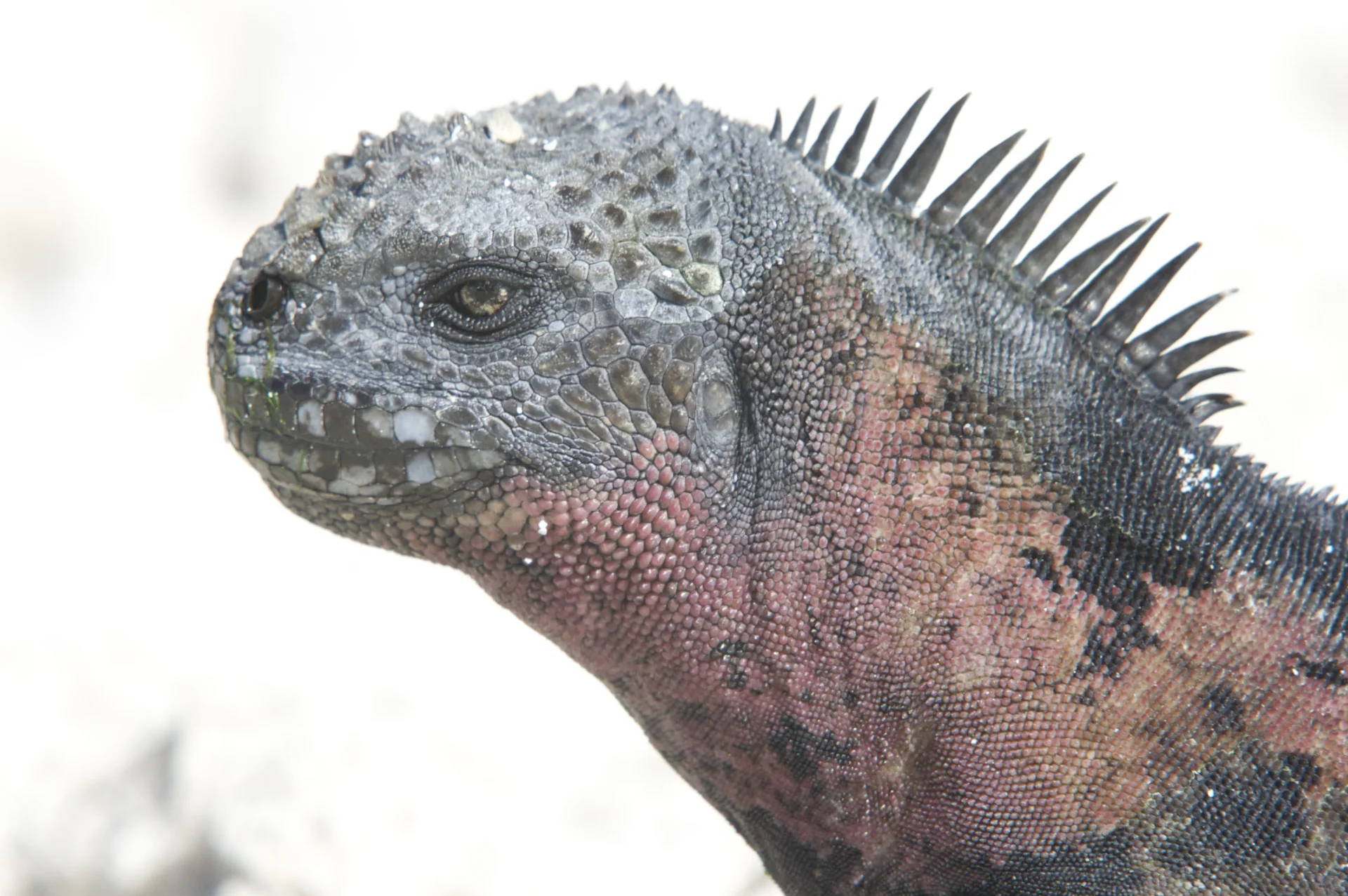 Galapagos: gatunki endemiczne i brak ewolucji
