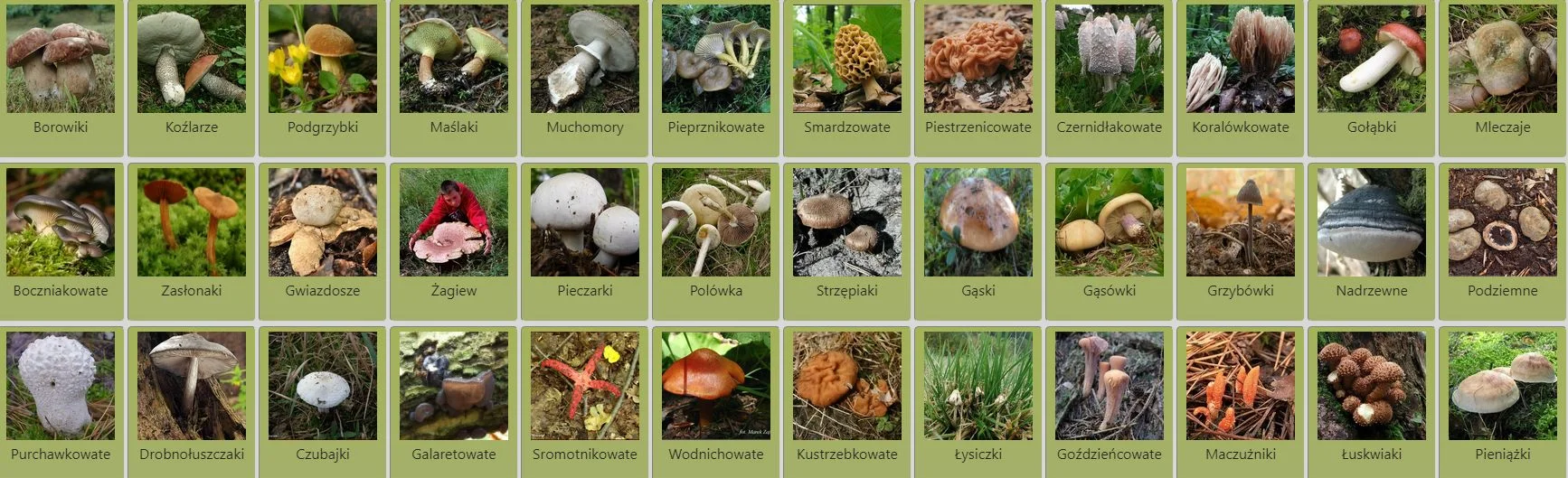 Atlas grzybów może okazać się niezwykle pomocny w czasie grzybobrania. Warto konfrontować własne przekonania na temat danych okazów ze zdjęciami dostępnymi online. Grzyby 2020: RAPORT – zatrucie grzybami. Objawy, pierwsza pomoc, leczenie