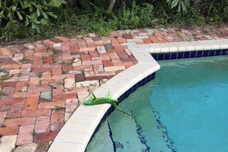 Atak zimy na Florydzie. Z drzew spadają zamarznięte legwany.