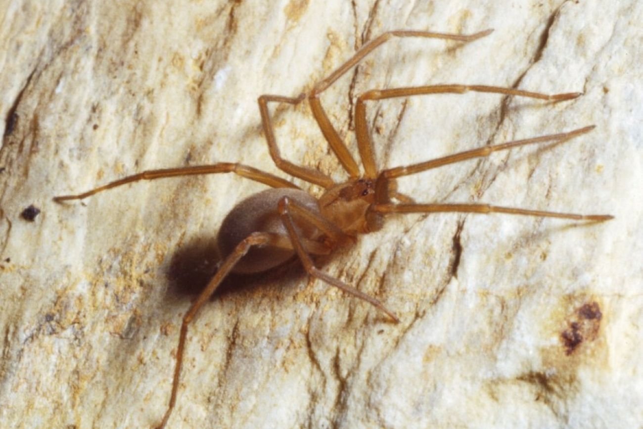 Tragedia w Grecji. Turysta zmarł prawdopodobnie na skutek ukąszenia pająka – samotnika brunatnego