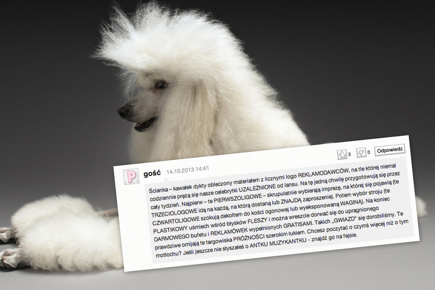 [url="http://shutr.bz/HtLnzO"] Pudelek [/url] i jego pogromca