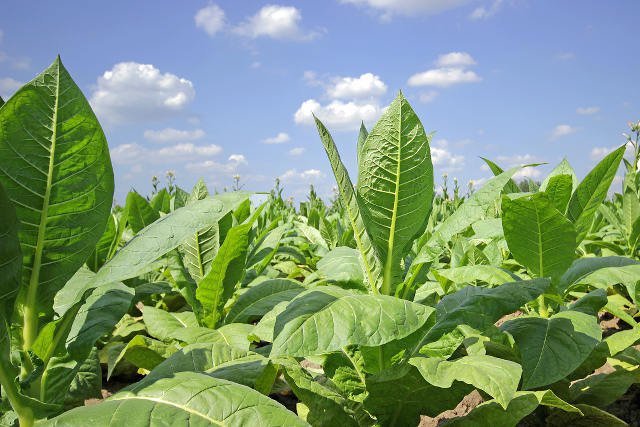 Polska to jeden z największych producentów wyrobów tytoniowych w Unii Europejskiej