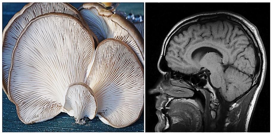 Grzyby 2020: właściwości zdrowotne jedzenia grzybów. Wpływ na pamięć i mózg. Wyniki badań naukowców z Singapuru.